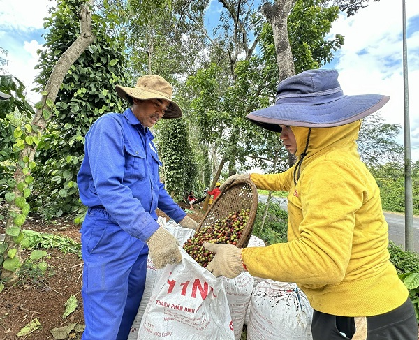 Giá cà phê tăng cao, làm sao để nông dân hưởng lợi (02/04/2024)